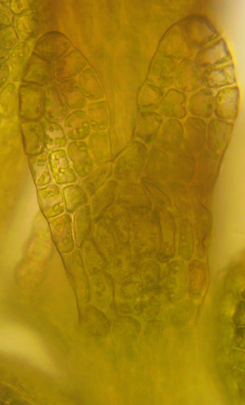 Frullania oakesiana